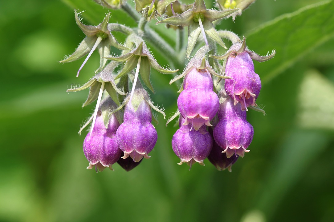 Symphytum officinale